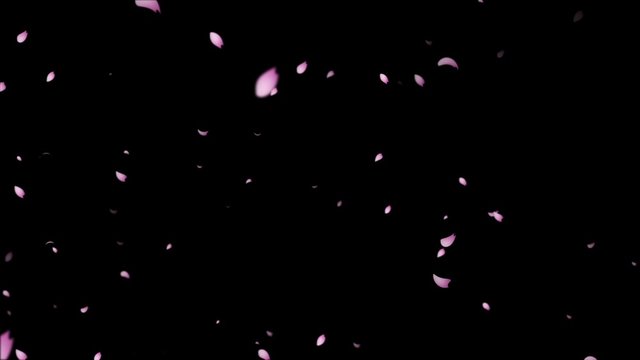 舞い散る桜　sakura cherry blossom