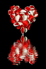 Serce z płatków róż na białym tle z odbiciem w wodzie.Walentynki.Białe i czerwone płatki...
