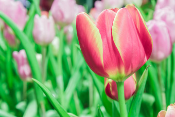 Tulips