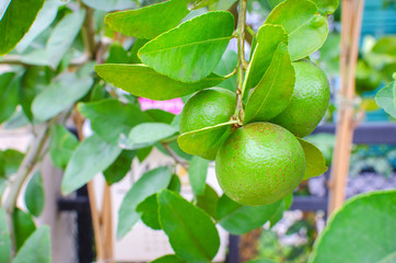 Effects surface fresh lime on tree