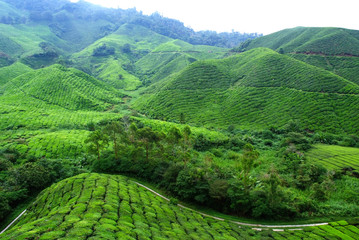 Tea Plantation Landscape - Powered by Adobe