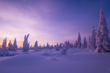 Winter landscape with forest, clouds on the blue sky and sun 