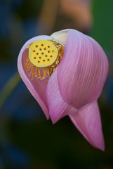 Pink lotus flower with seed pod