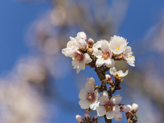 Fototapeta na wymiar almonds flowers and blue sky