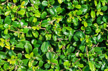 Close-up, green leaves wall background