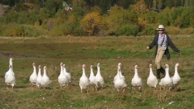 Two little boys grazing geese together on their farm like Tom Sawyer and Huckleberry Finn
