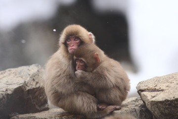 Fototapeta premium SNOW MONKEY(地獄谷野猿公苑) 