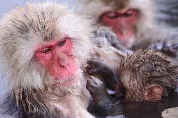 Obraz premium SNOW MONKEY(地獄谷野猿公苑) 