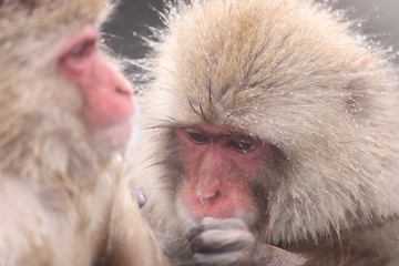 SNOW MONKEY(地獄谷野猿公苑)
