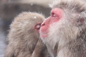 SNOW MONKEY(地獄谷野猿公苑)
