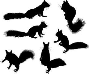 six small black squirrels on white