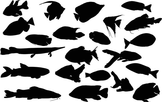 set of twenty two fish silhouettes isolated on white