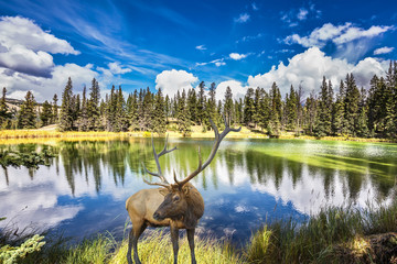 Red deer with branchy horns costs on charming lake
