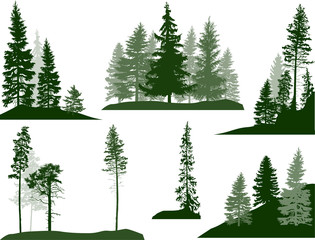 set of green pine and fir trees on white - obrazy, fototapety, plakaty