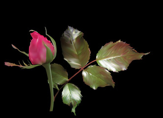 red rose bud and foliage on black background