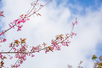 Wild Himalayan Cherry ( Prunus cerasoides ) ( Sakura in Thailand
