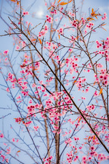 Wild Himalayan Cherry ( Prunus cerasoides ) ( Sakura in Thailand