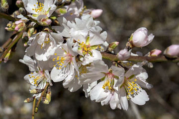 Obraz premium Baharda Çiçek Açmış Meyve Ağacı