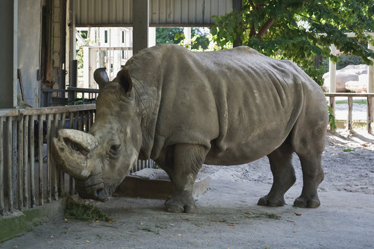 Big Rhinoceros in Kiev zoo