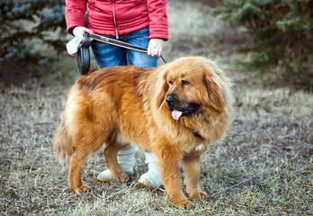 Tibetan mastiff
