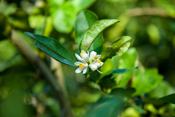 lemon flower on the lemon tree