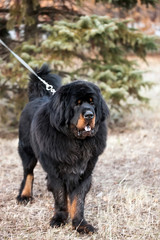 Fototapeta premium Tibetan mastiff
