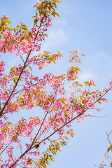 Wild Himalayan Cherry ( Prunus cerasoides ) ( Sakura in Thailand