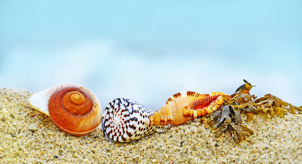 shells on a beach