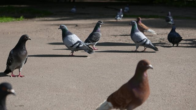 flock of pigeons feeding on the sidewalk. 
Nice sunny weather. 