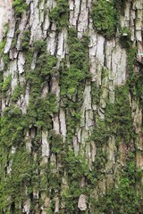 texture of tree bark with moss