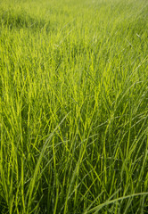 Green grass surface background