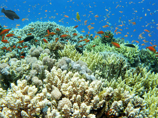 Naklejka na ściany i meble colorful coral reef with shoal of fishes scalefin anthias in tropical sea