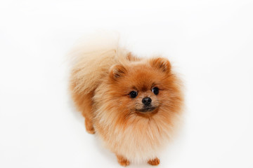 Pomeranian dog on white background