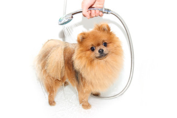 A pomeranian dog taking a shower with soap and water. Dog on white background. Dog in bath. Well...