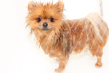 A pomeranian dog taking a shower with soap and water. Dog on white background. Dog in bath. Well groomed dog