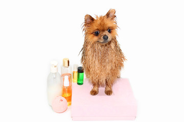 A pomeranian dog taking a shower with soap and water. Dog on white background. Dog in bath. Well...