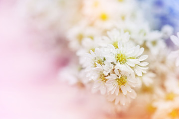 abstract white yellow flower Soft focus, Background