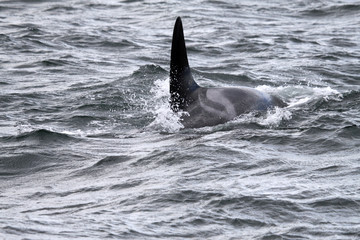 Orka im Pazifik. Kanada © Benshot