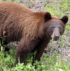 Fototapeta na wymiar Amerikanische Schwarzbär in Kanada