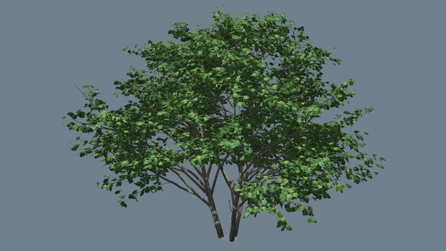 Kousa Dogwood Swaying Tree is Swaying at The Wind with its Green Leaves Computer Generated Animation