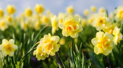Duft- und Blütenrausch: leuchtend gelbe Osterglocken :)