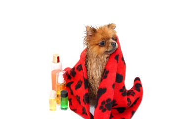Dog wrapped in a towel. Well groomed dog. A pomeranian dog taking a shower. Dog on white background. Dog in bath. Dog grooming