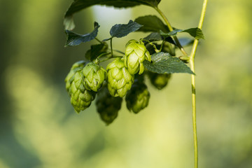 Hop cones ready to harvest. Organic raw ingredients for beer pro