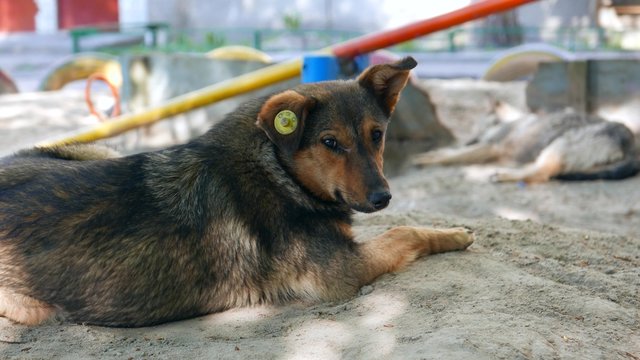 stray  pye-dogs . mark, register stray dogs, group of stray dogs outdoor