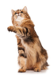 Adult siberian cat