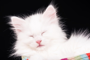 Asleep fluffy kitten