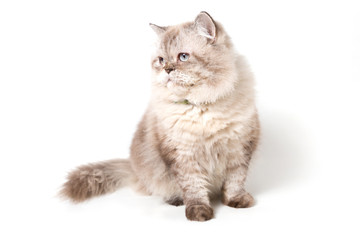 Persian Cat. white background