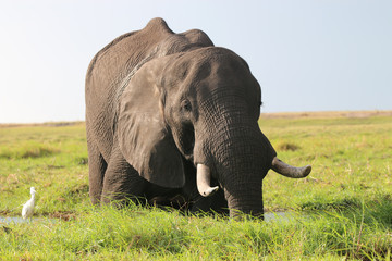 Fototapeta na wymiar Elefant im Chobe Nationalpark. Botswana 