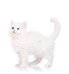 Cute fluffy kitten