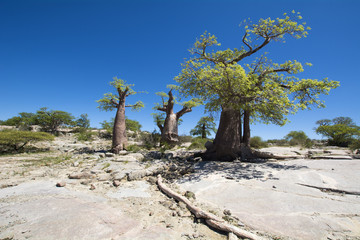 beaux baobabs